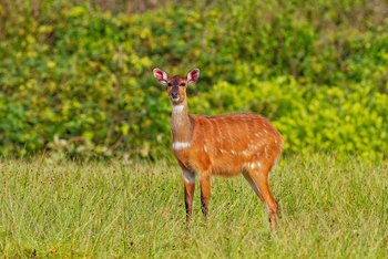 Sette Cama Eco Camp: Sitatunga-Antilope
