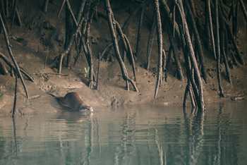 Sunderban Tiger Camp: Small-clawed Otter