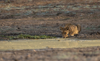 Sungani Lodge Sungani Lodge: Trinkender Löwe