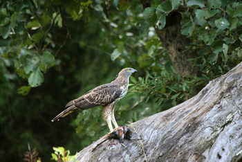 Svasara Jungle Lodge: Changeable Hawk-Eagle