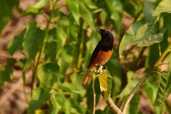 Syna Tiger Resort: Black Redstart