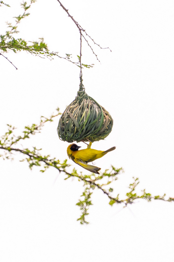 Tarangire Safari Lodge: Webervogel