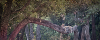 Track and Trail River Camp Track and Trail River Camp: Leopard