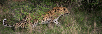 Tubu Tree Camp: Leopard im Unterholz