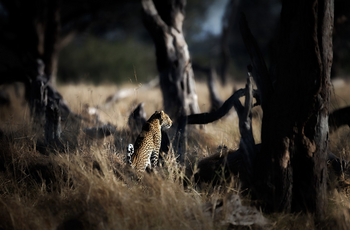 Tuludi Camp: Leopard zwischen Bäumen