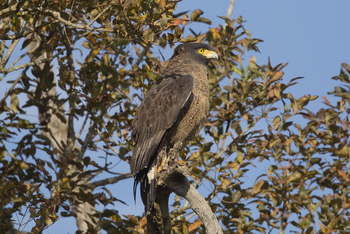 Vanghat: Crested Serpent Eagle