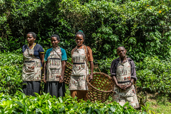 Volcanoes Bwindi Lodge: Teepflückerinnen