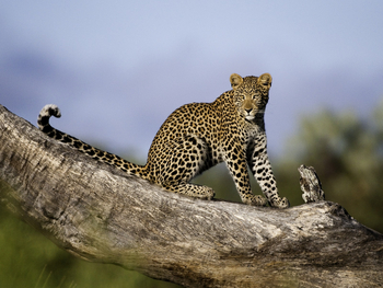 Abu Camp Abu Camp: Sitzender Leopard