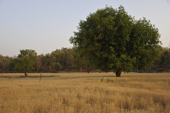 Bandhavgarh National Park: Graslandschaft