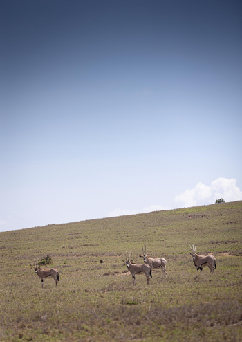 Borana Lodge Borana Lodge: Antilopen auf grüner Wiese