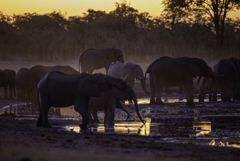 Camp Hwange: Elefanten am Wasser