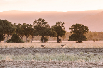 Classic Zambia Safaris Classic Zambia Safaris: Paviane