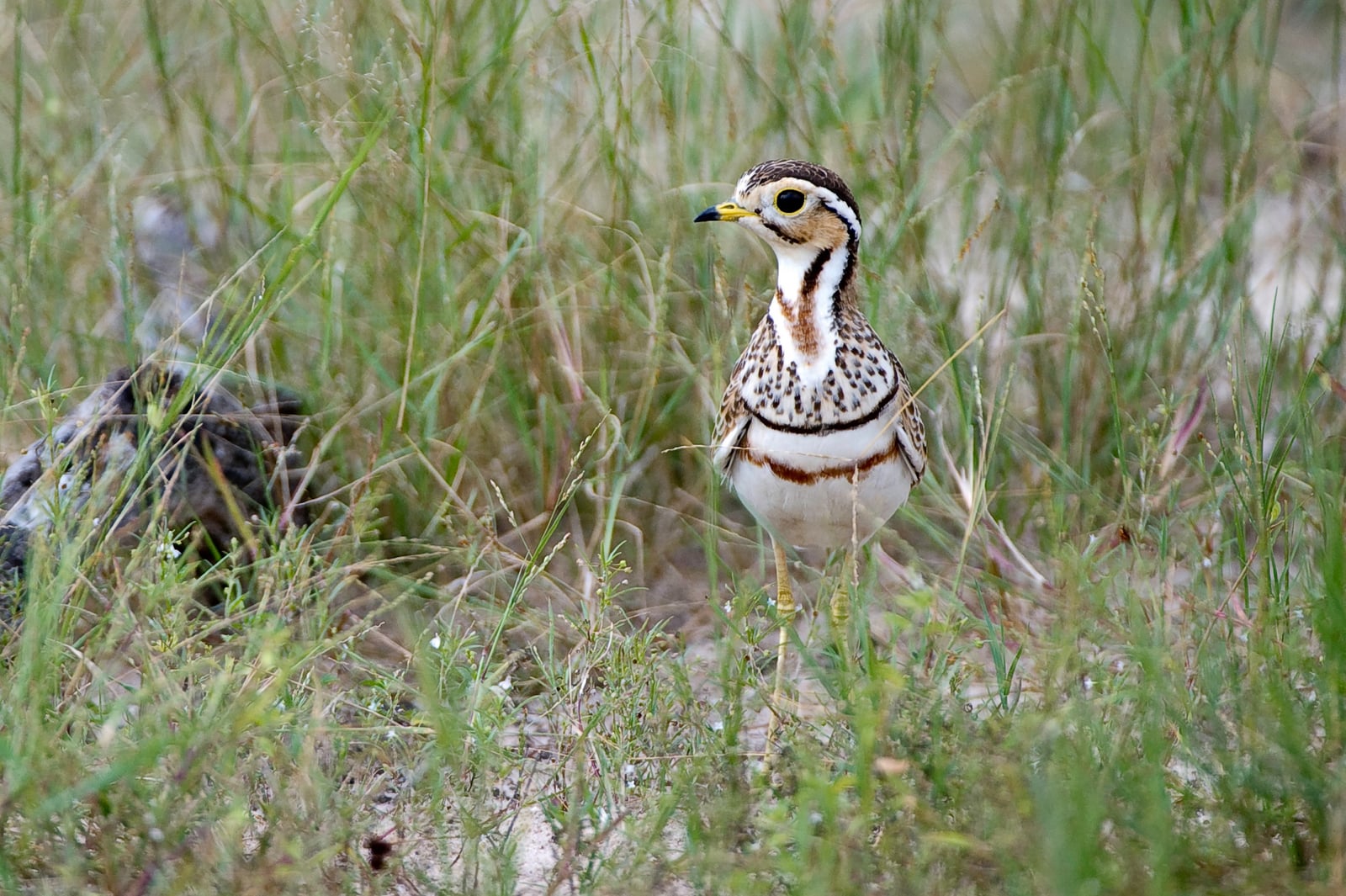 Davison's Camp Davison's Camp: Bindenrennvogel frontal