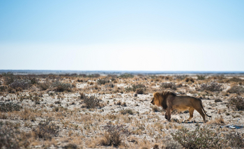 Etosha Safari Camp: Männlicher Löwe