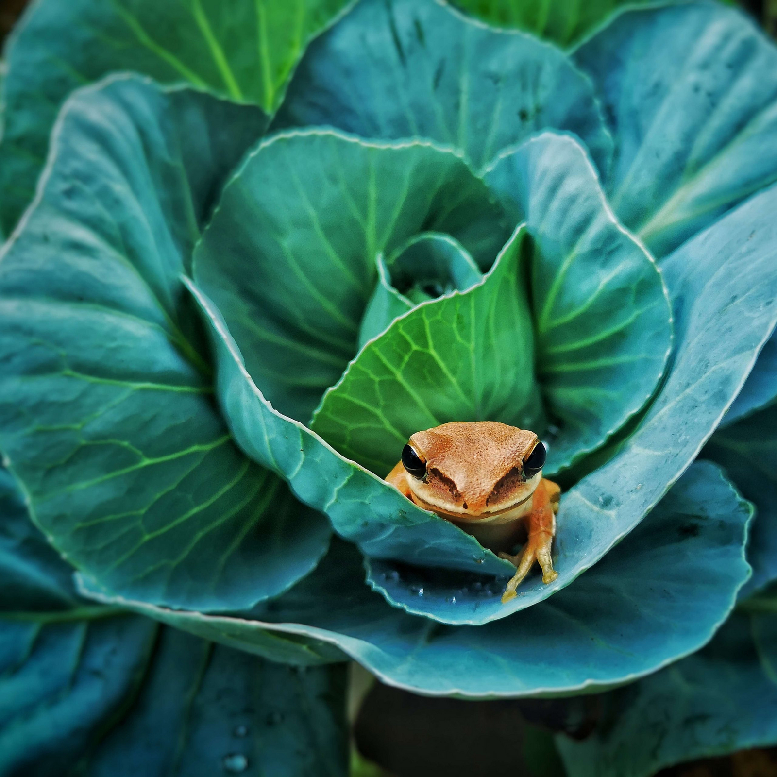 Forsyth Lodge Forsyth Lodge: Frosch im Biogarten