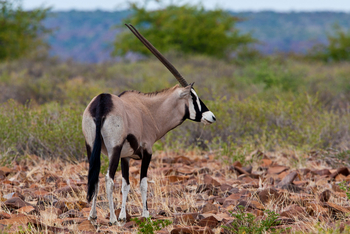 Grootberg Lodge Grootberg Lodge: Gemsbock