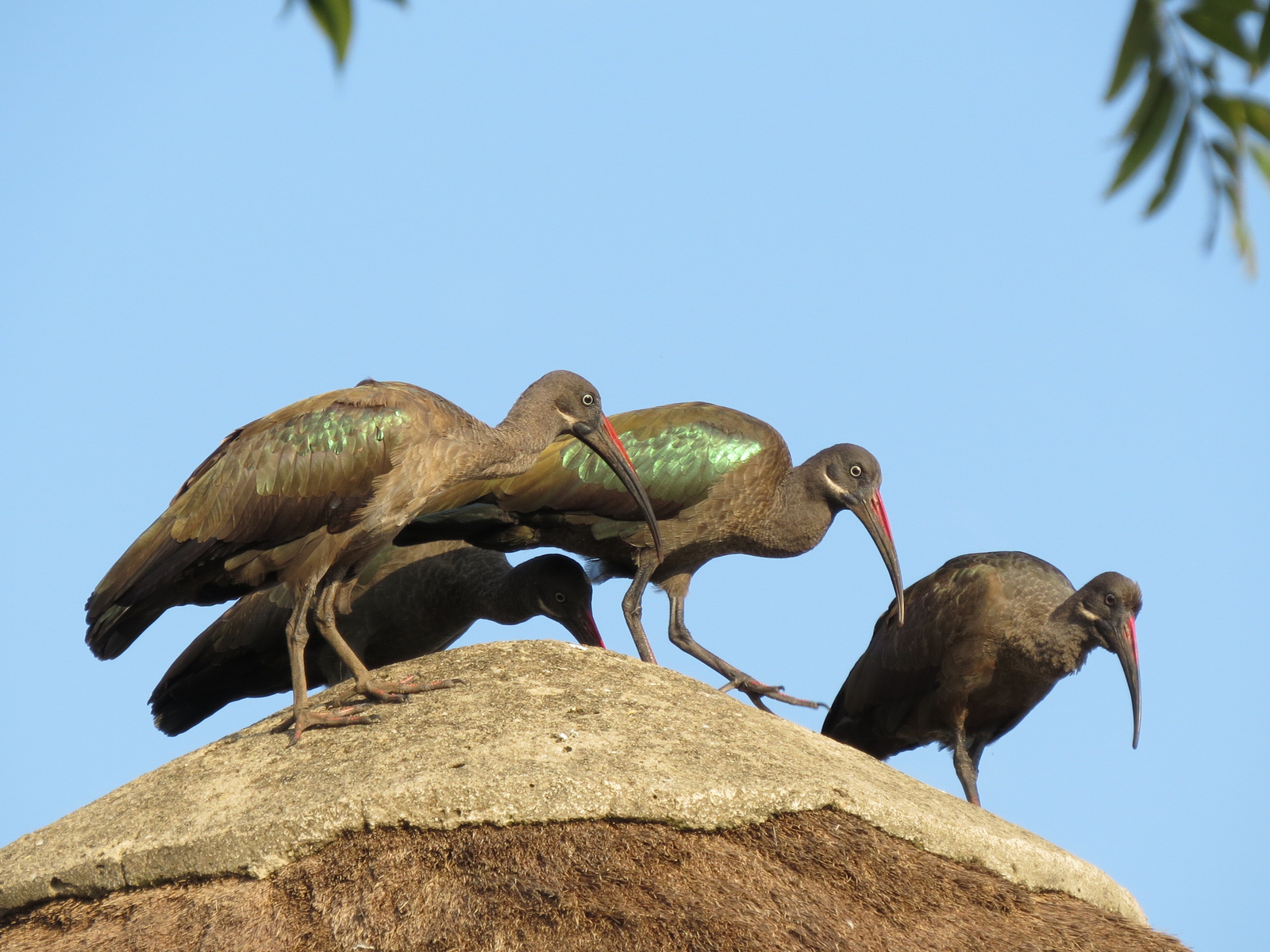 Katara Lodge Katara Lodge: Hadeda Ibis