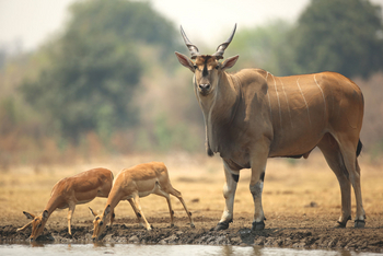 Kavinga Safari Camp: Elenantilope und Impalas