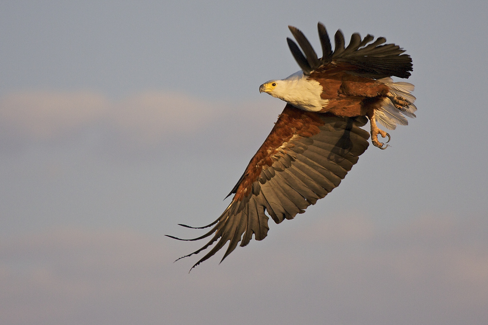 Konkamoya Lodge Konkamoya Lodge: African Fish Eagle