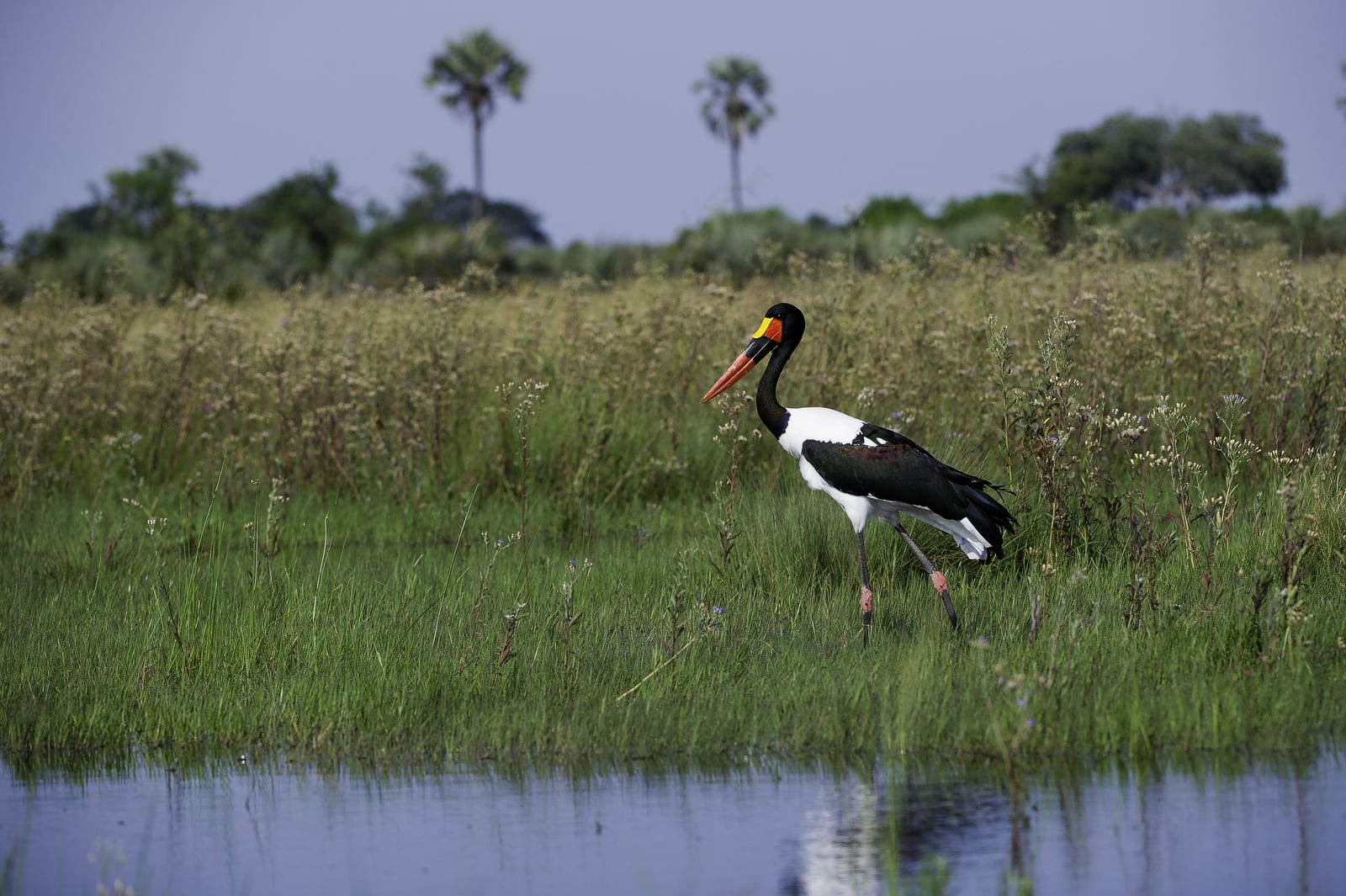 Kwetsani Camp Kwetsani Camp: Sattelstorch
