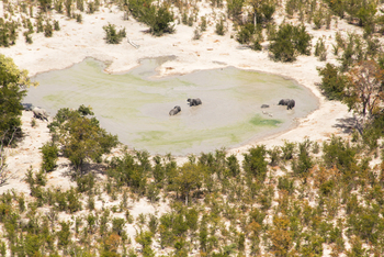 Lagoon Camp Lagoon Camp: Luftbild - Wasserloch mit Elefanten