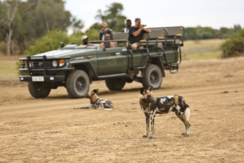 Lion Camp Lion Camp: Wildhundsichtung