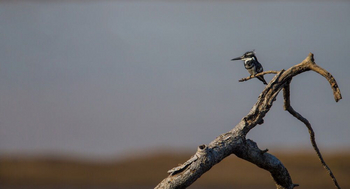 Luambe Camp: Pied Kingfisher