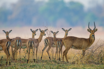 Luambe Camp: Schwarzfersenantilopen und Puku