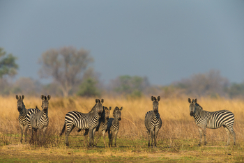 Luambe Camp: Steppenzebras