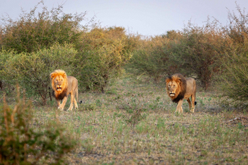 Madikwe Hills Private Game Lodge: Zwei Löwen durchqueren afrikanische Savanne