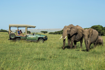 Mara Plains Camp: Elefantenfamilie