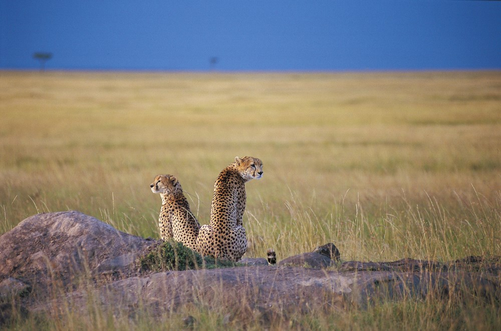 Mara River Post Mara River Post