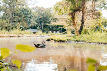 Mt. Meru Game Lodge: Gartenanlage