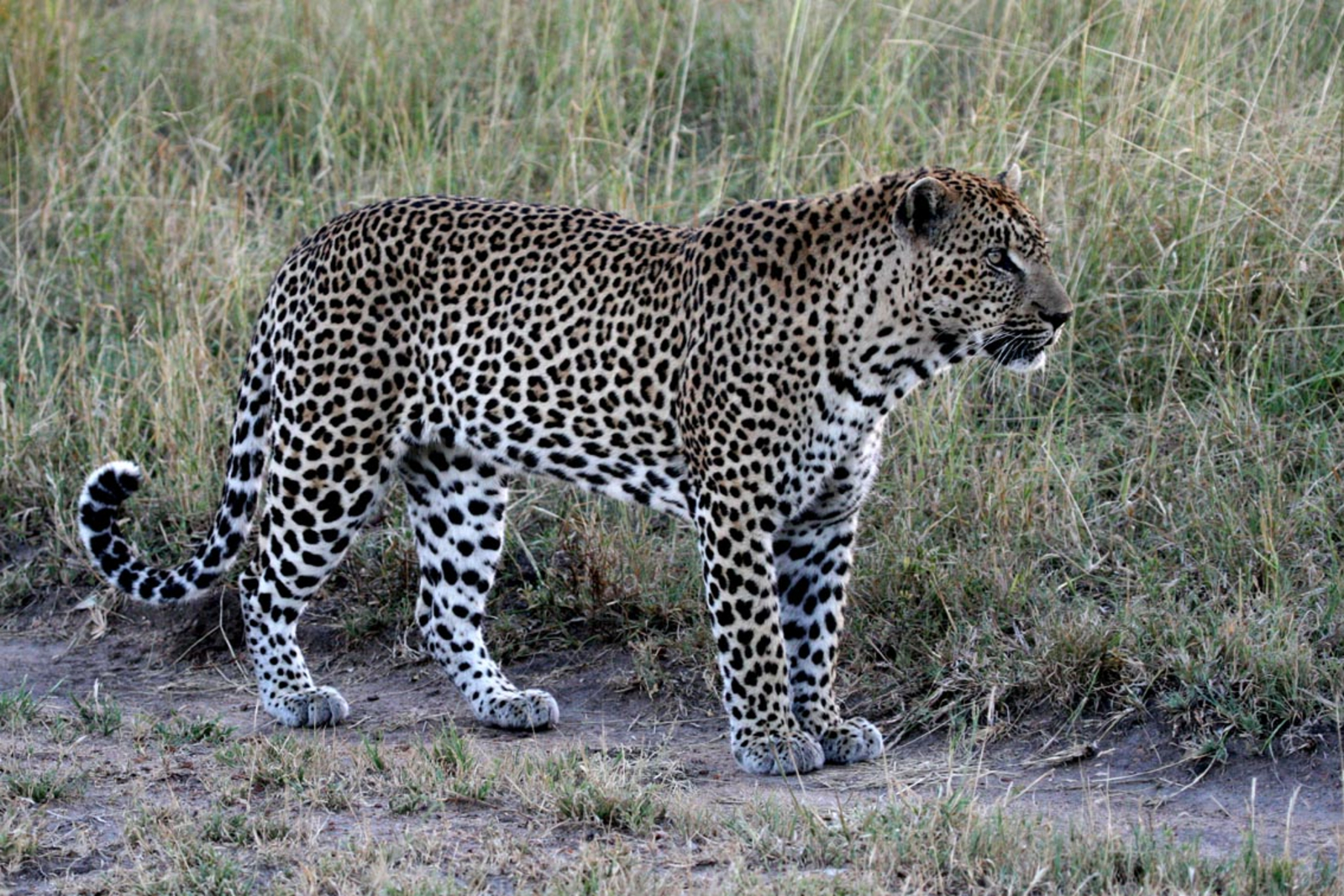 Muchenje Safari Lodge Muchenje Safari Lodge: Leopard