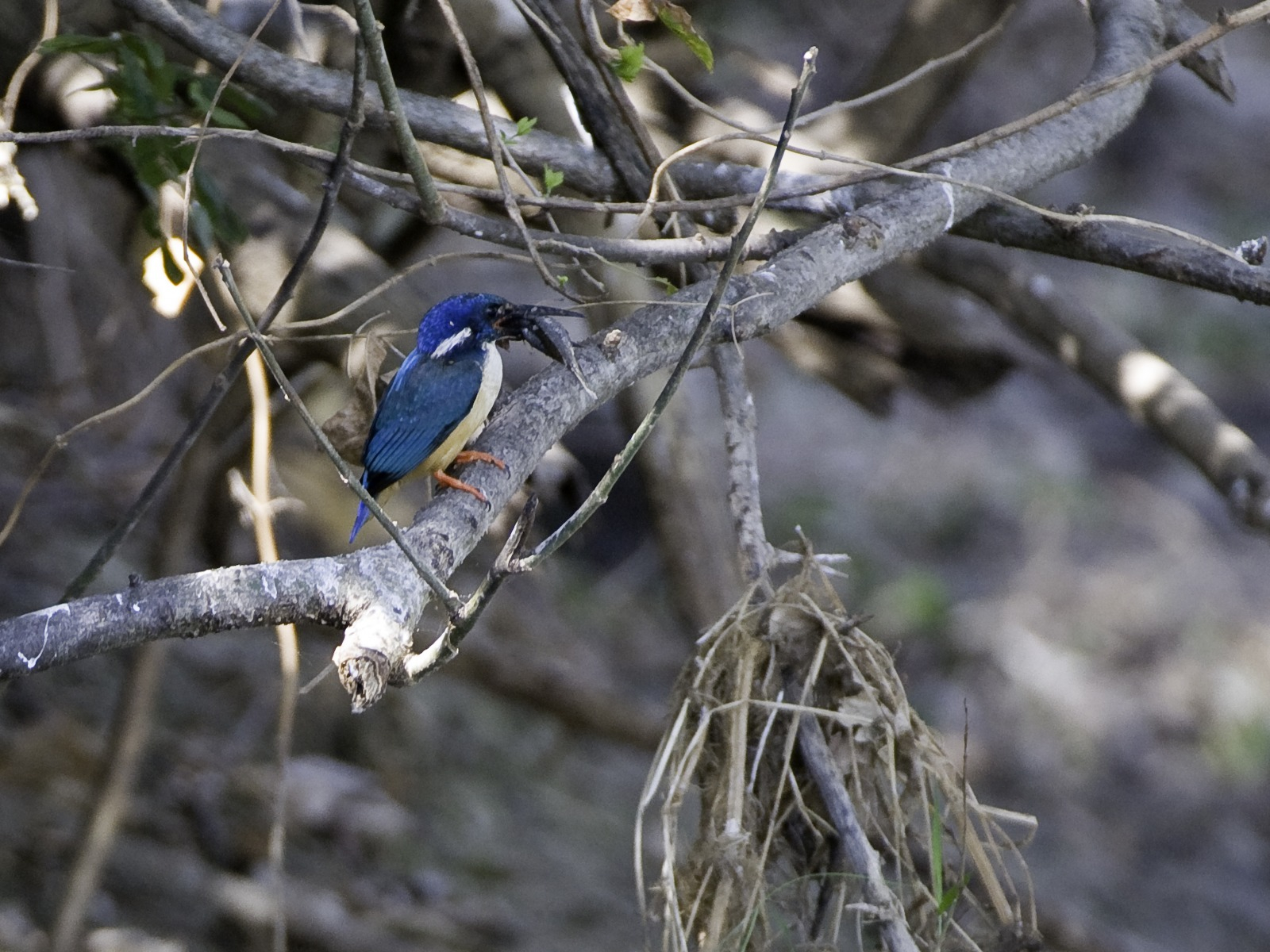 Mvuu Lodge Mvuu Lodge: BKobalteisvogel