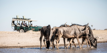 Camp Kalahari Camp Kalahari: Game Drive