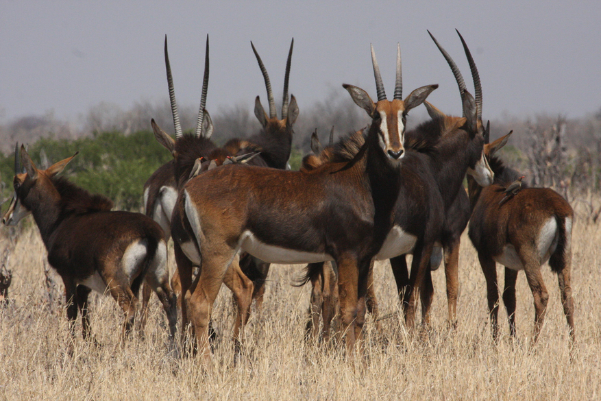 Nehimba Lodge