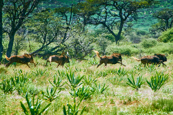 Otjimbondona: Fliehende Gnus