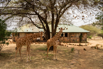 Reteti Elephant Sanctuary: Giraffenkinder