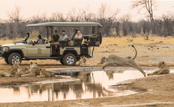 Savute Safari Lodge: Game Drive - Springende Löwin