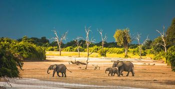 Shawa Luangwa Camp: Elefanten