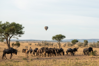Sinigita Grumeti Game Reserve: Gnuherde vor Heißluftballon