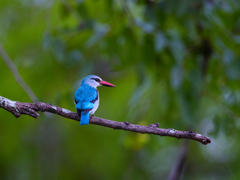 Sungani Lodge Sungani Lodge: Woodland Kingfisher