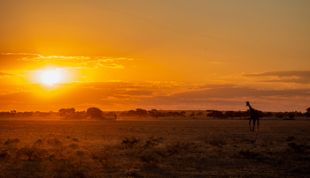Tau Pan Camp Tau Pan Camp: Sonne und Giraffe