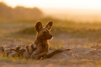 Time + Tide South Luangwa: Wildhund