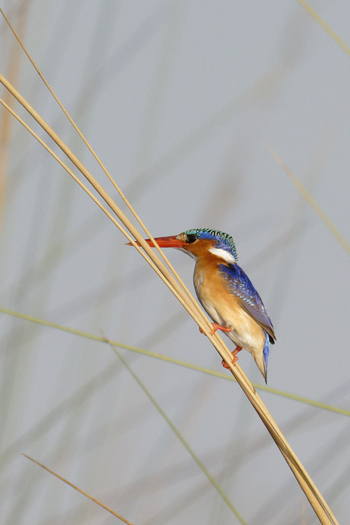 Tuludi Camp: Malachiteisvogel