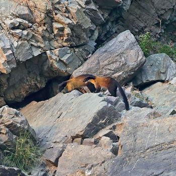 Vanghat: Yellow-throated Martens