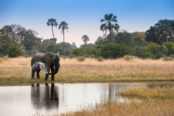 andBeyond Sandibe under Canvas: Elefant am Wasser