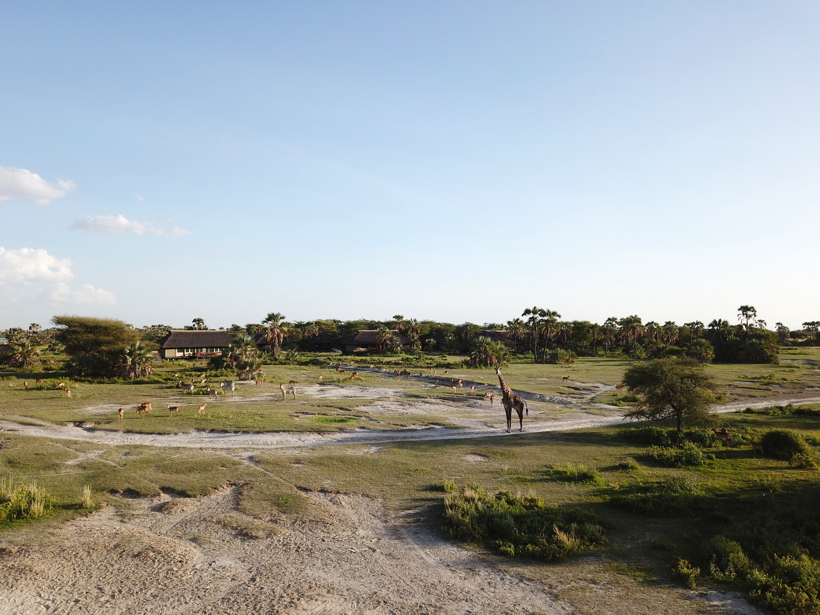 Maramboi Tented Lodge Maramboi Tented Lodge: Giraffe auf dem Gelände