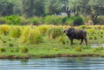 Amanzi Camp: Büffel